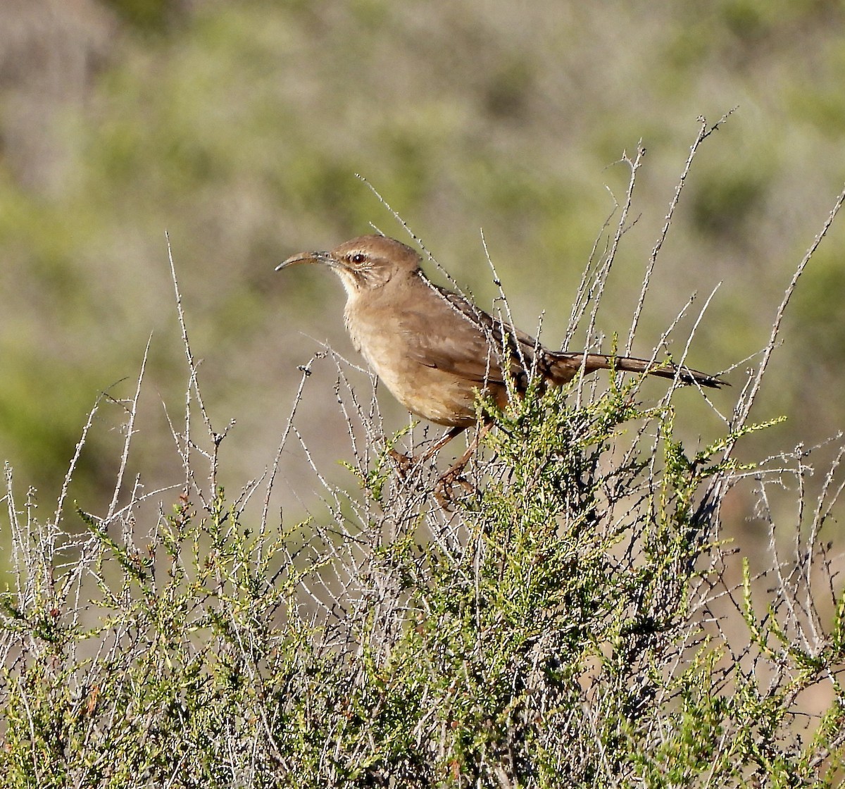 California Thrasher - ML424226231