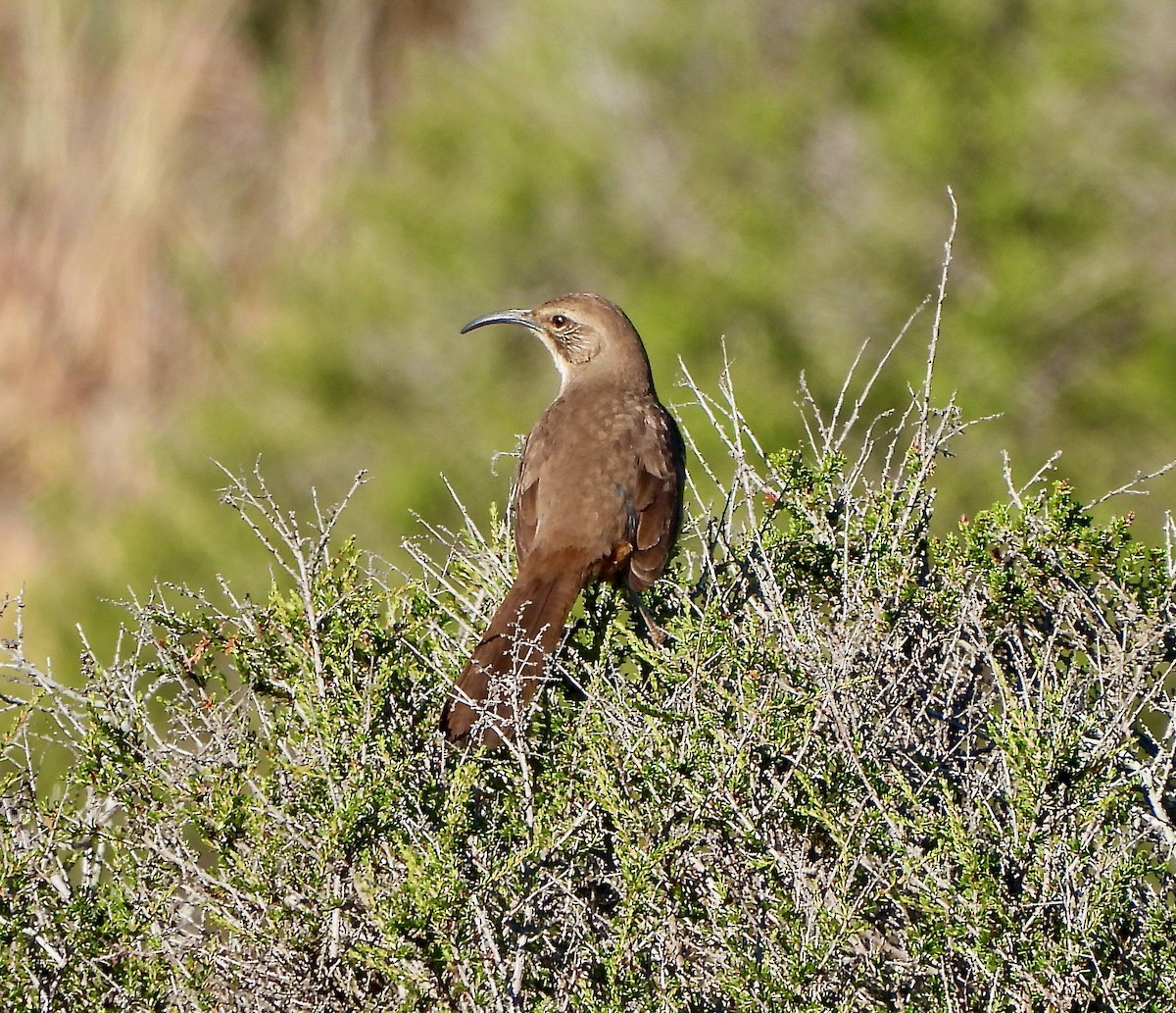 California Thrasher - ML424226261