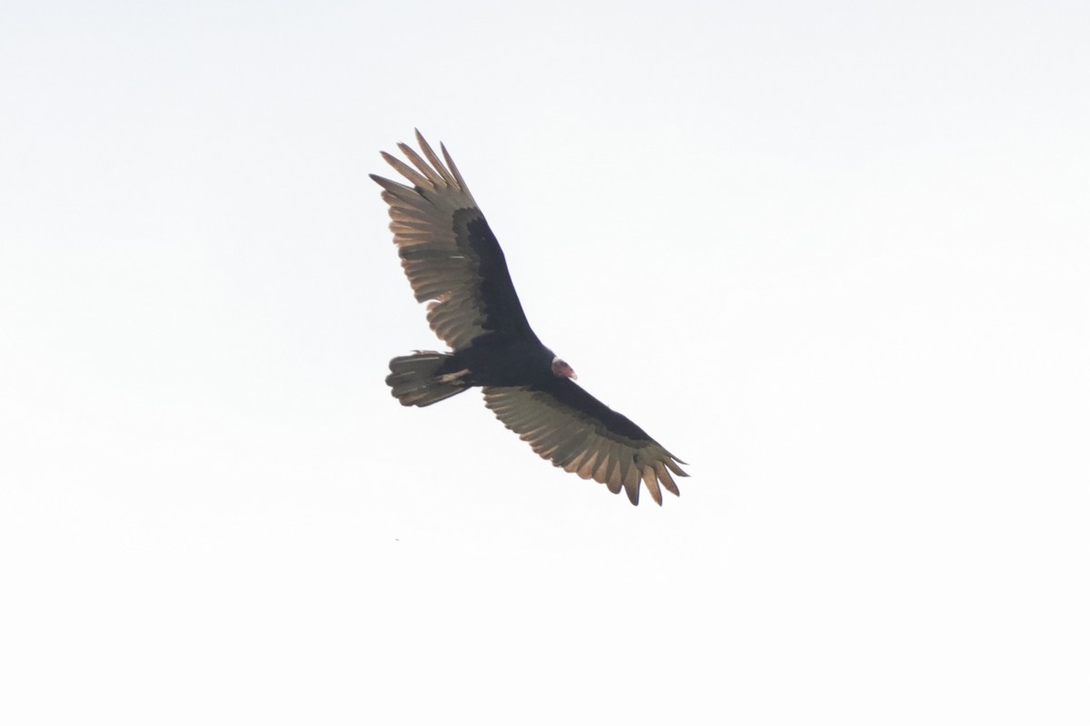Turkey Vulture (Tropical) - ML424229101