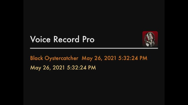 Black Oystercatcher - ML424229461