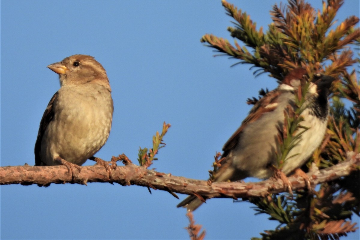 Moineau domestique - ML424231131