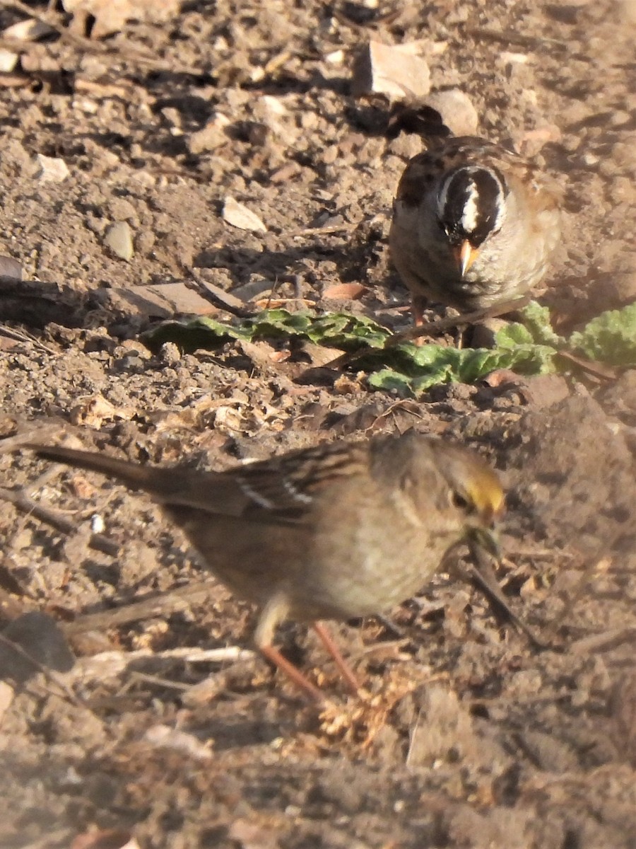 Bruant à couronne dorée - ML424231181