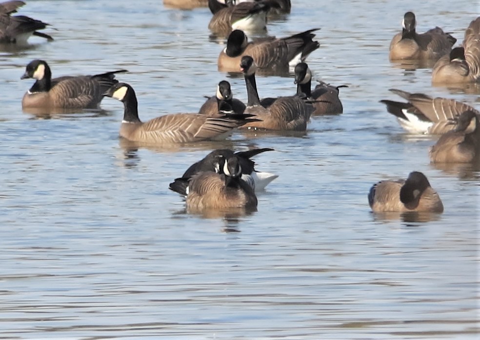 Brant - ML424232711