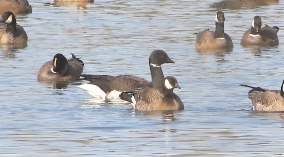 Brant - ML424232731