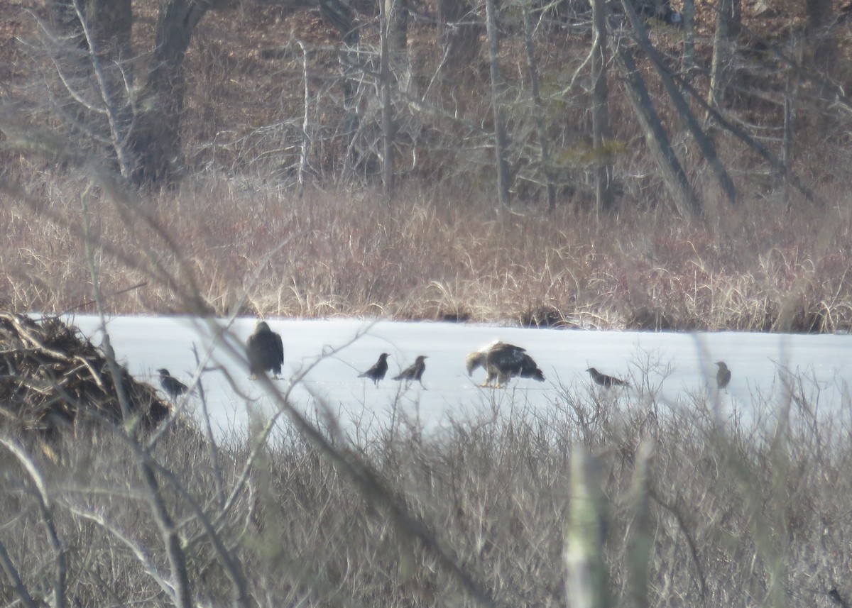 Bald Eagle - ML424236241