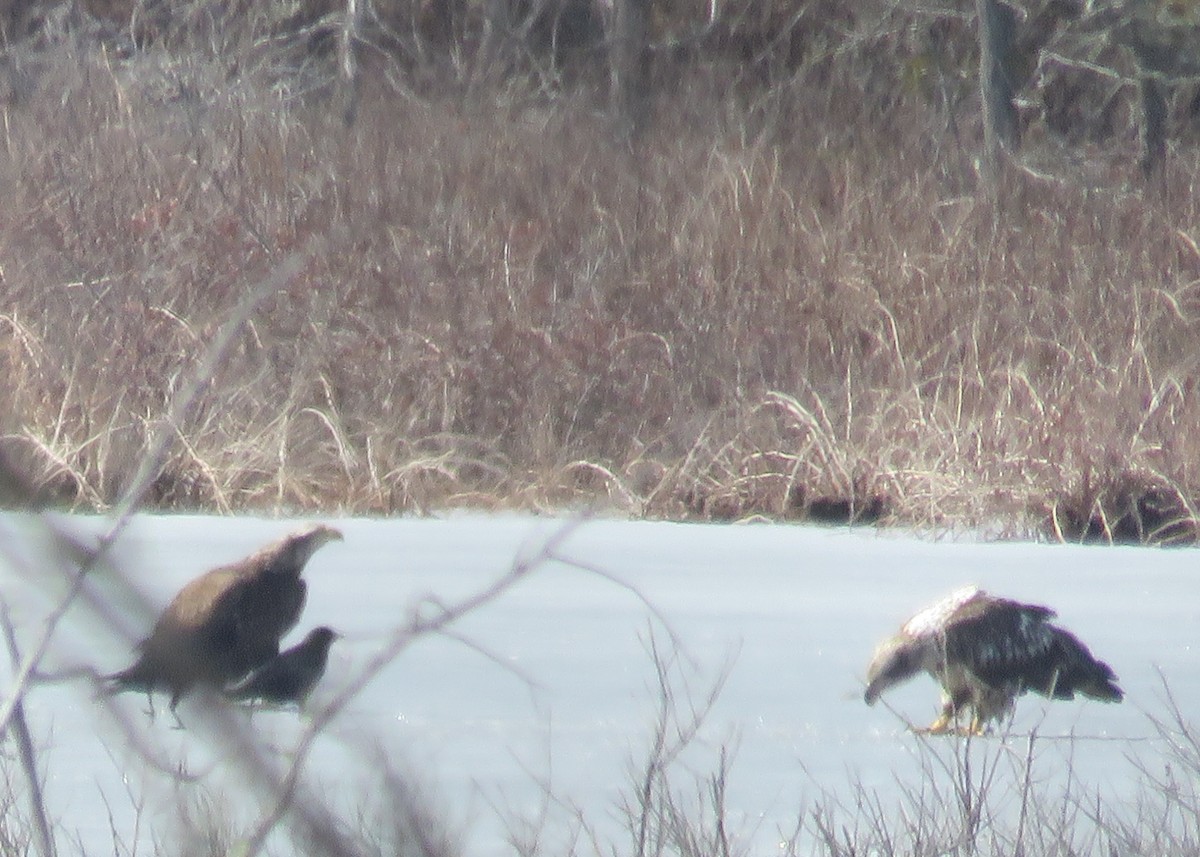 Bald Eagle - ML424236311