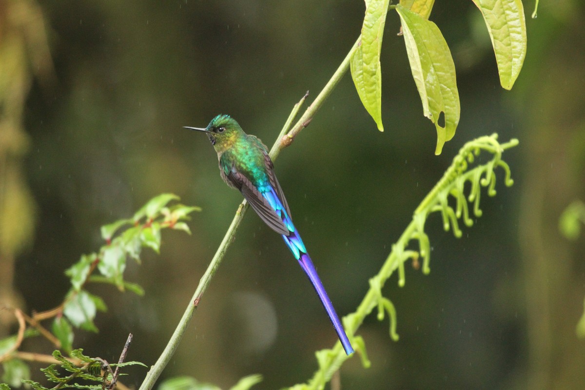 Violet-tailed Sylph - ML424236751