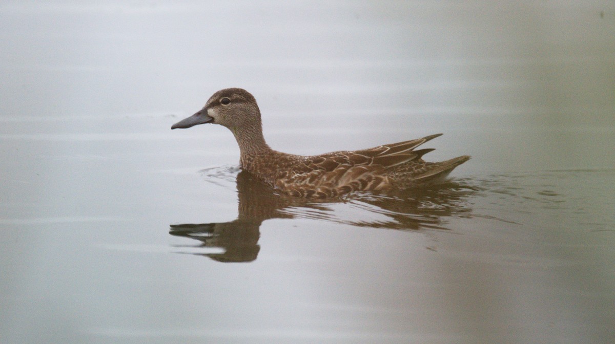 Blue-winged Teal - ML424237291