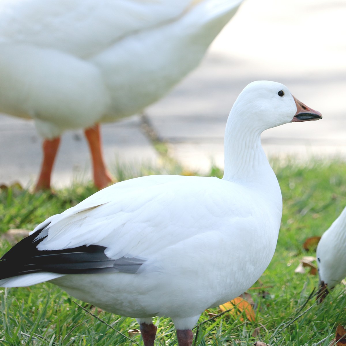 Snow Goose - ML424238541