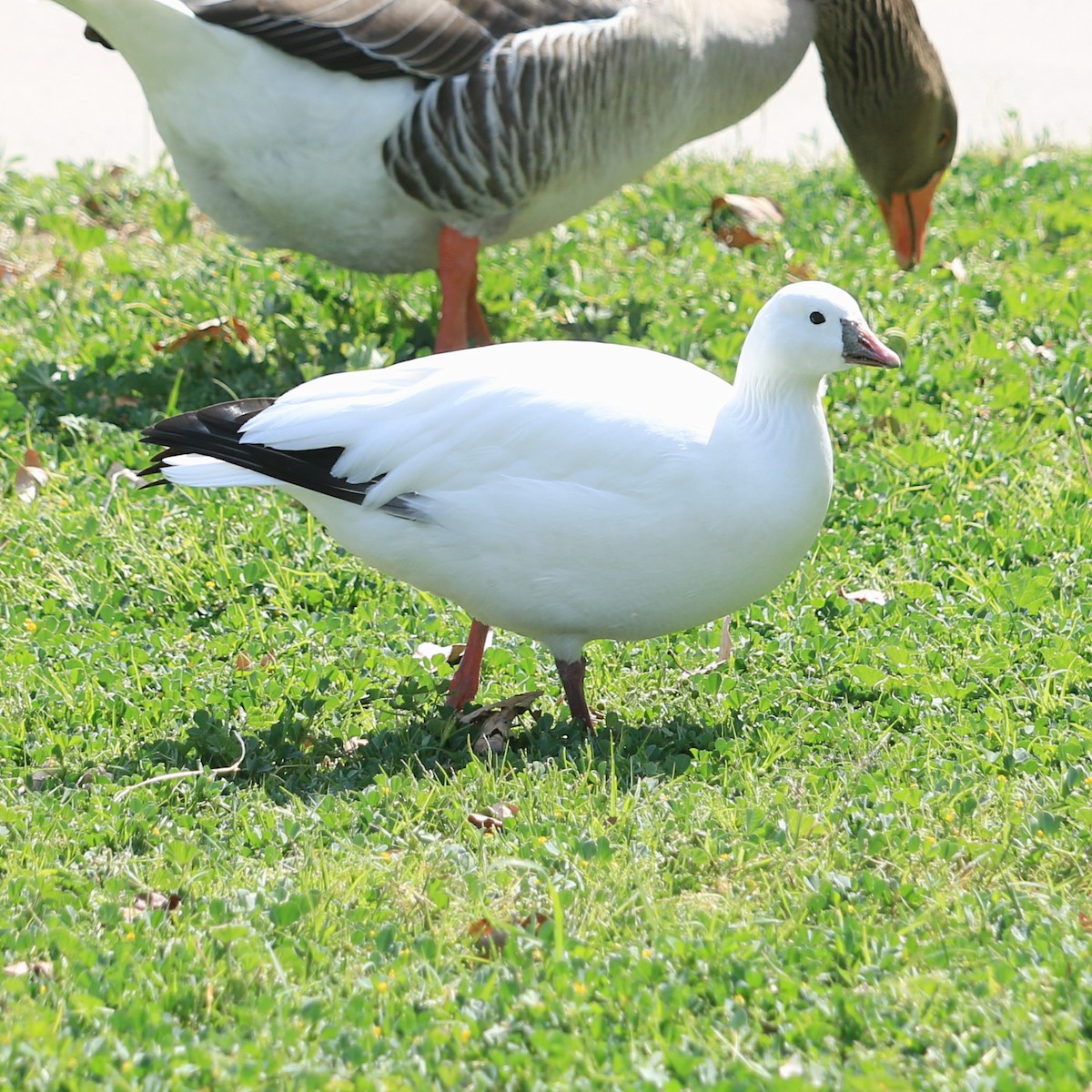 Ross's Goose - ML424238731