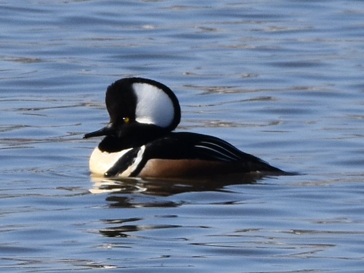 Hooded Merganser - Bill Dries