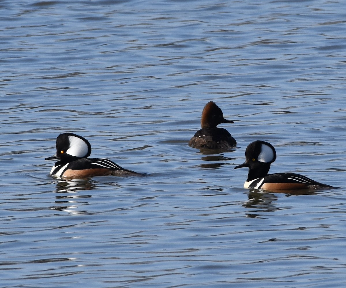 Hooded Merganser - ML424238851