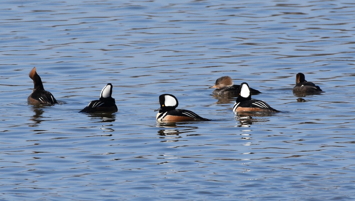 Hooded Merganser - ML424238861