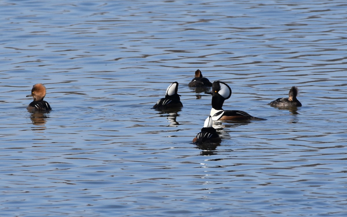 Hooded Merganser - ML424238881