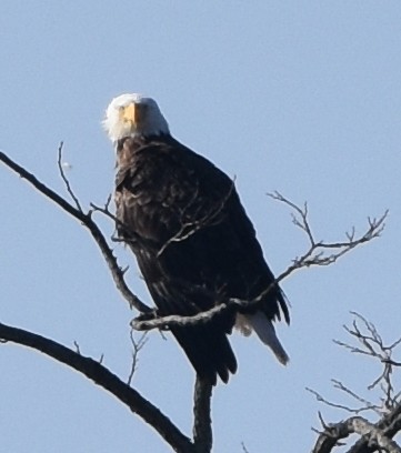 Bald Eagle - Bill Dries