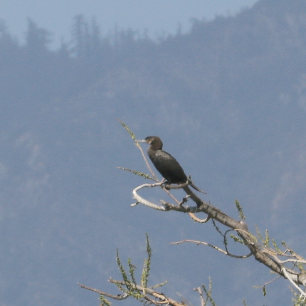 Neotropic Cormorant - ML424239351