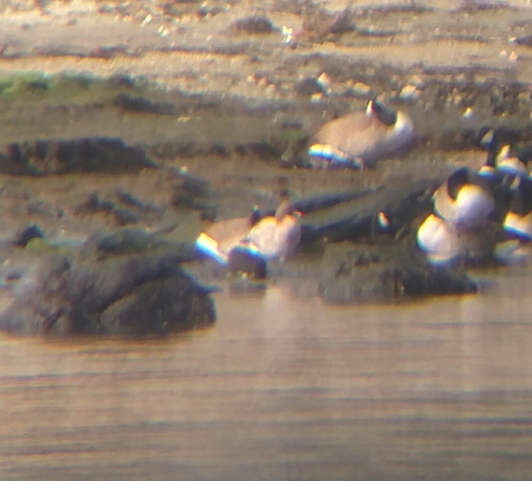 Pink-footed Goose - ML42423941