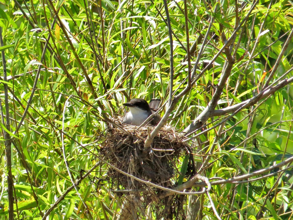 Eastern Kingbird - ML42423951