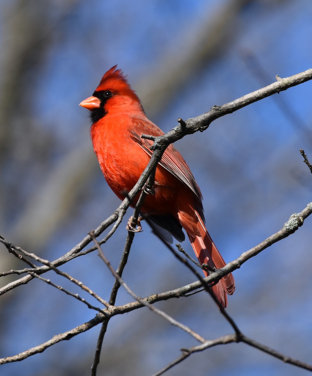 Northern Cardinal - Bill Dries