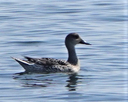 Northern Pintail - Steve Mayo