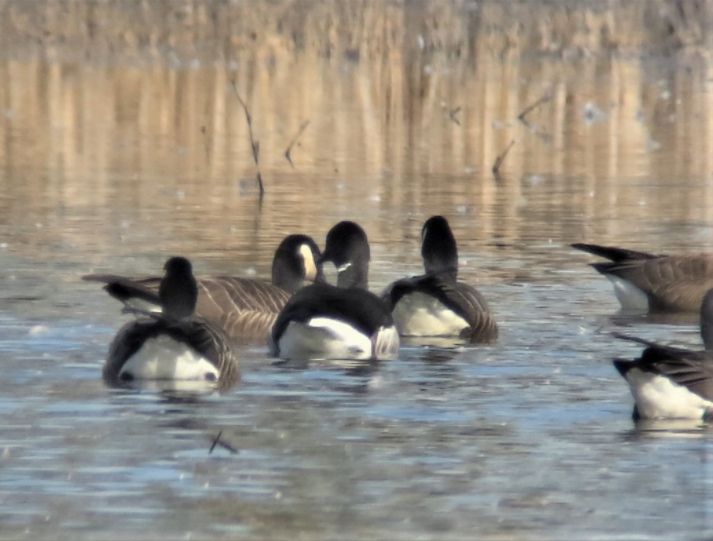 Brant - ML424240911