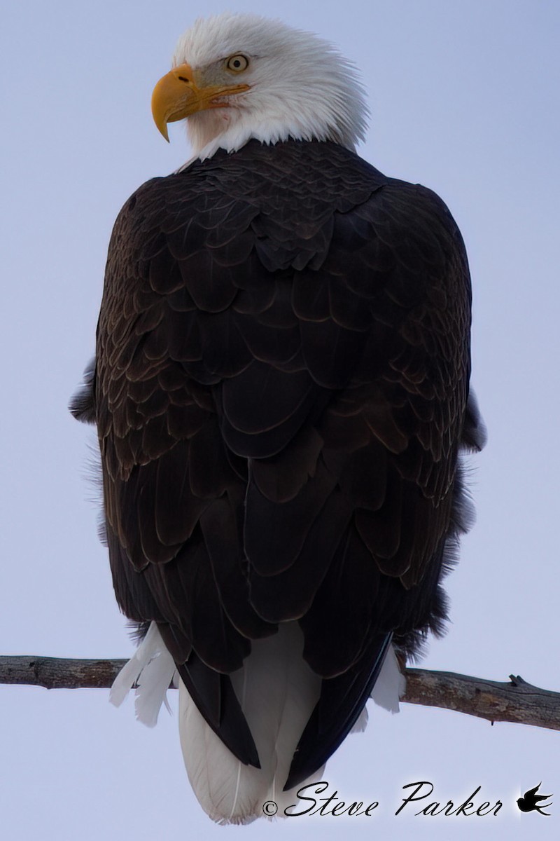 Bald Eagle - ML424243441