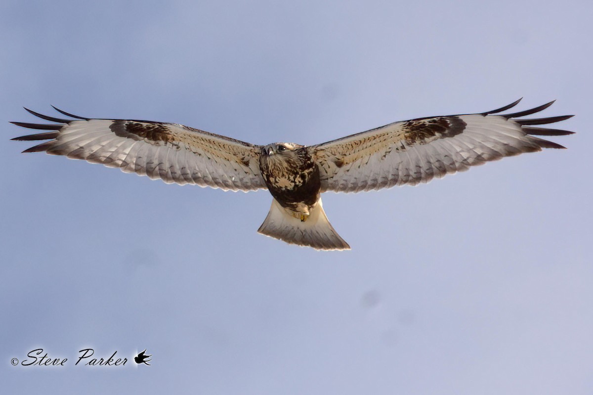 Rough-legged Hawk - ML424243471