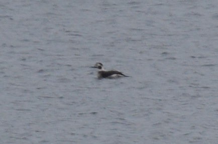 Long-tailed Duck - ML42424381