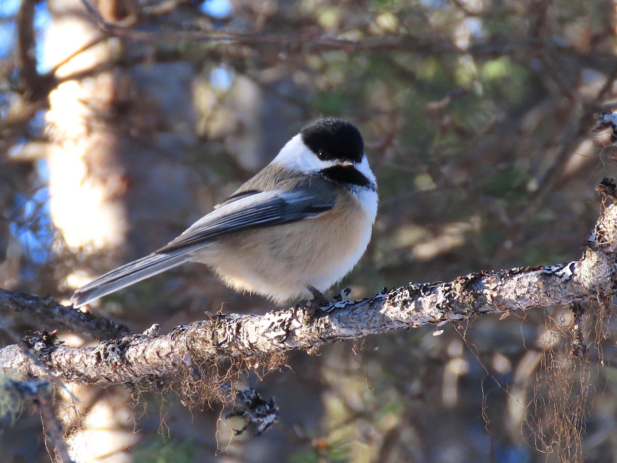 Mésange à tête noire - ML424243861