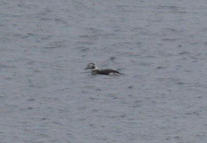 Long-tailed Duck - ML42424411