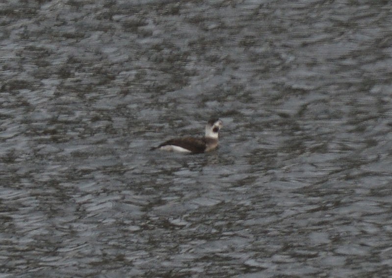 Long-tailed Duck - ML42424431