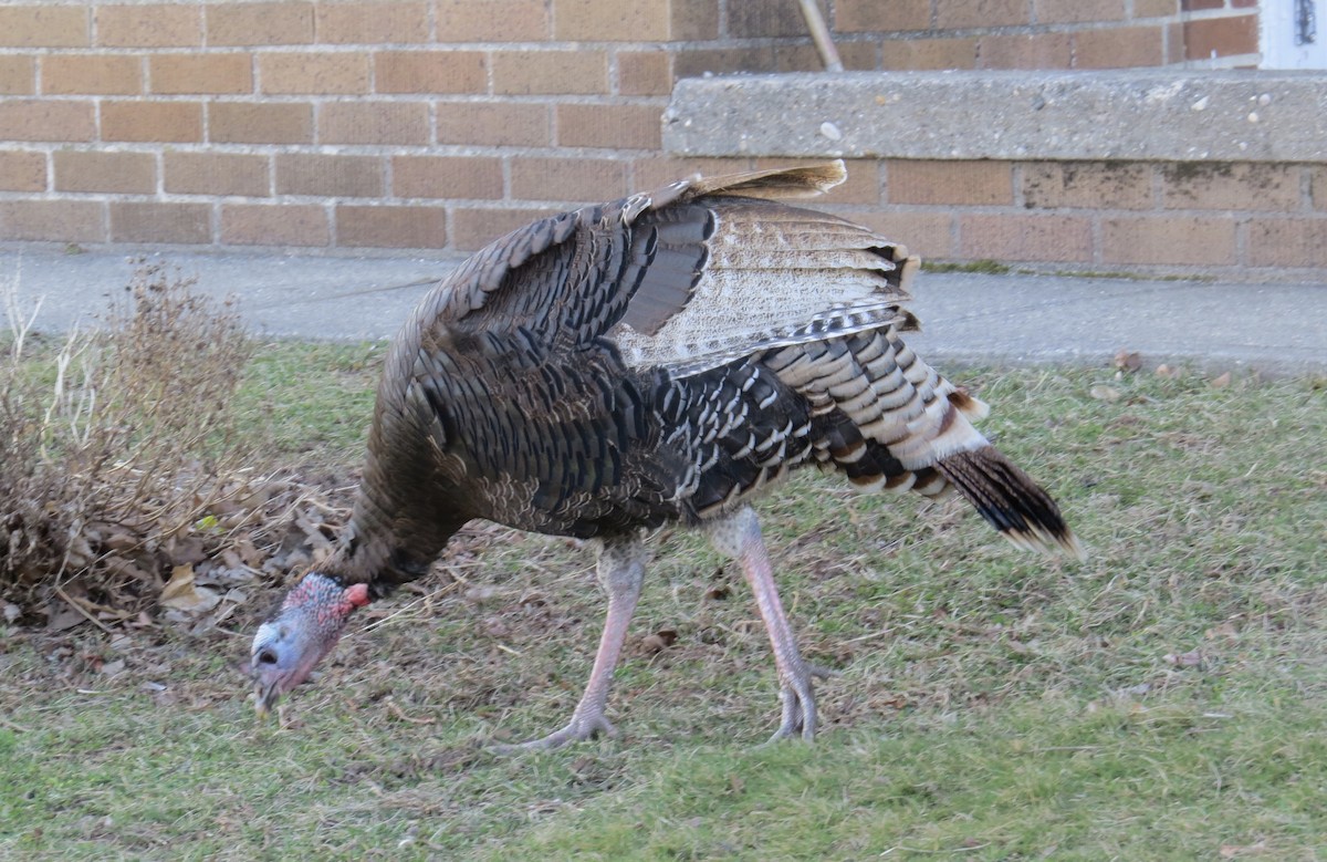 Wild Turkey - ML424244461