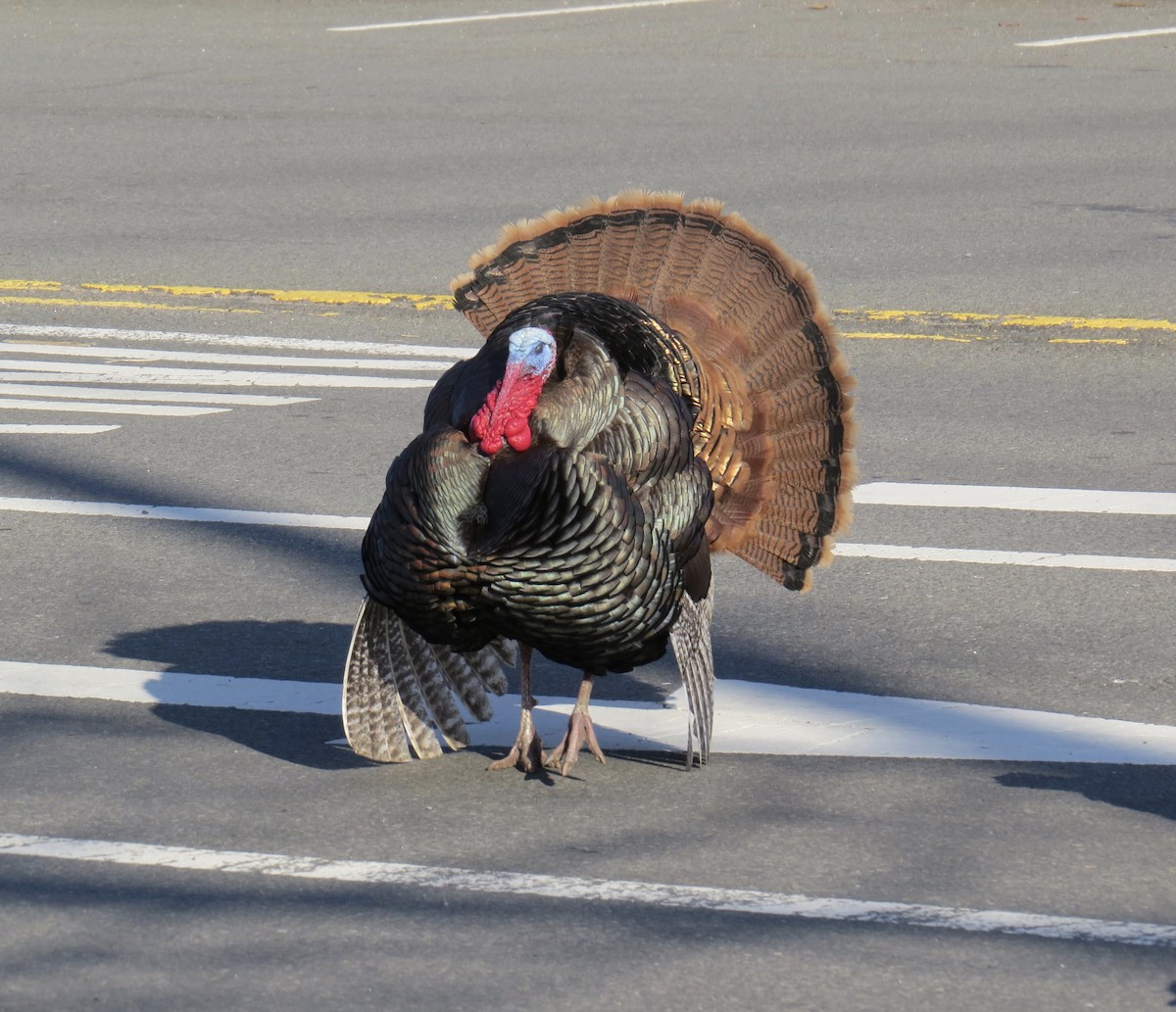 Wild Turkey - ML424244661