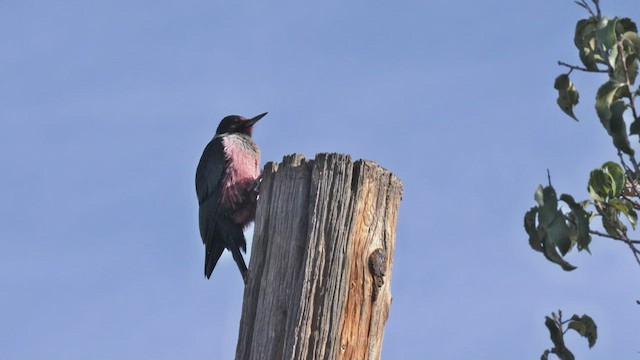 Lewis's Woodpecker - ML424246541