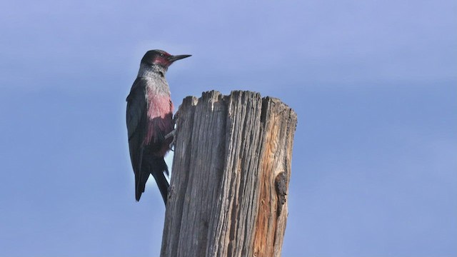 Lewis's Woodpecker - ML424246671