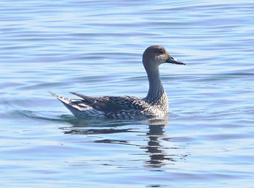 Northern Pintail - Abby Sesselberg