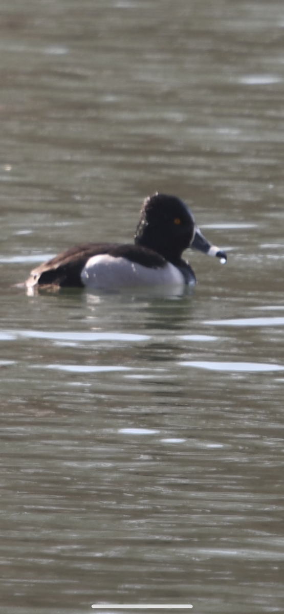 Ring-necked Duck - ML424247611