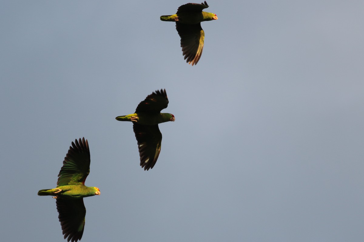 Yellow-crowned Parrot - Marcello Gomes