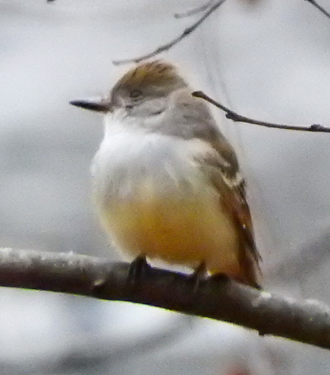 Ash-throated Flycatcher - Michael Smith