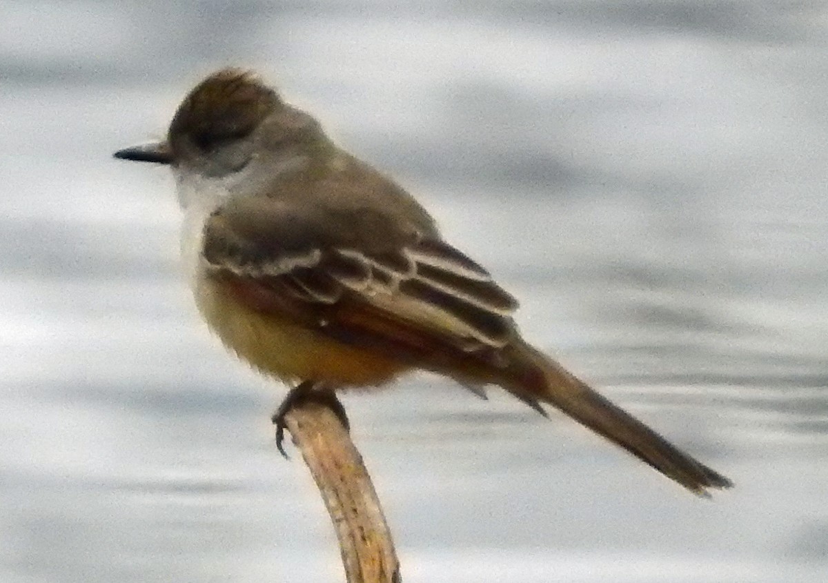 Ash-throated Flycatcher - Michael Smith