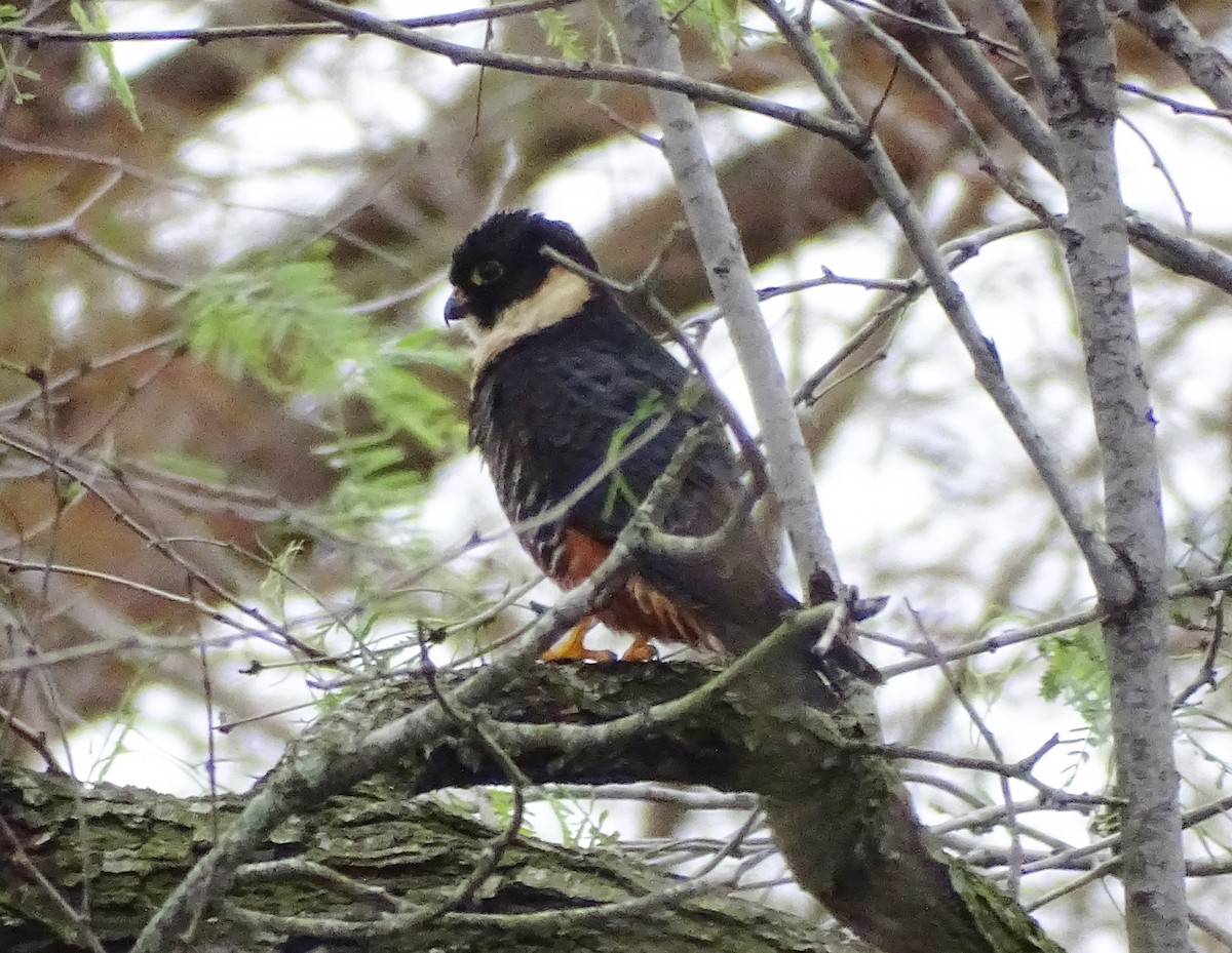 Bat Falcon - Ernie LeBlanc