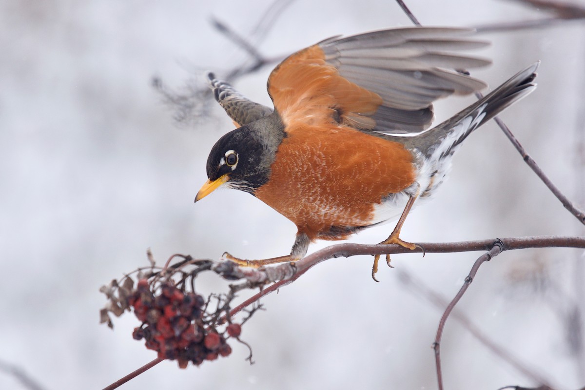 American Robin - Ezra J. Campanelli