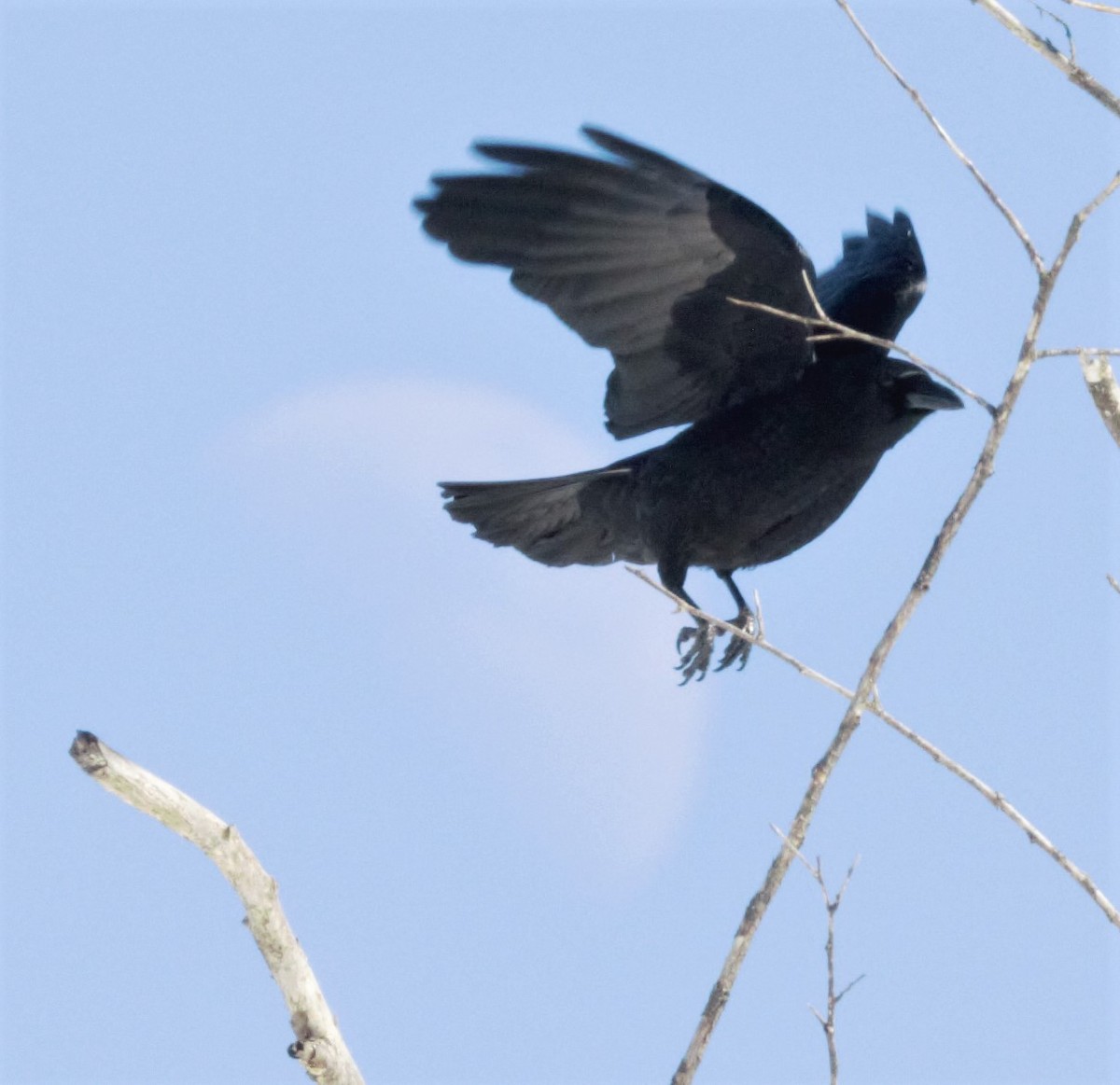 American Crow - ML424251441