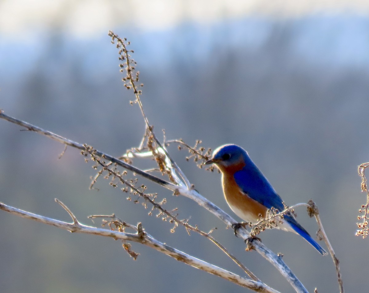 Eastern Bluebird - ML424251461