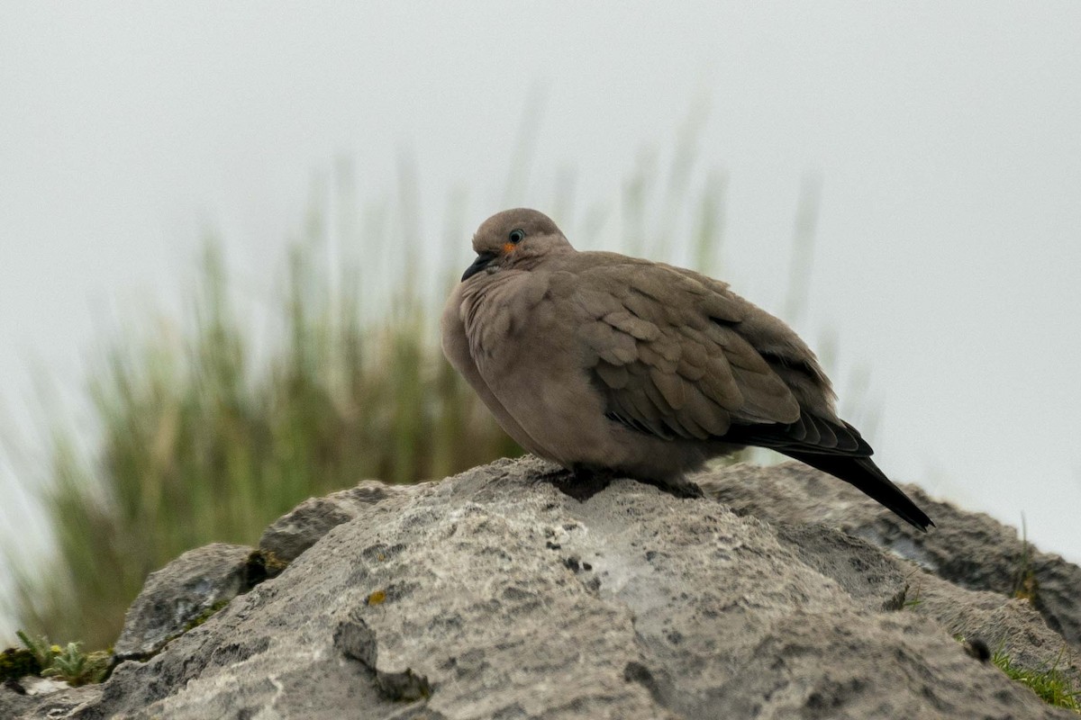 Black-winged Ground Dove - Daniel Brisbin