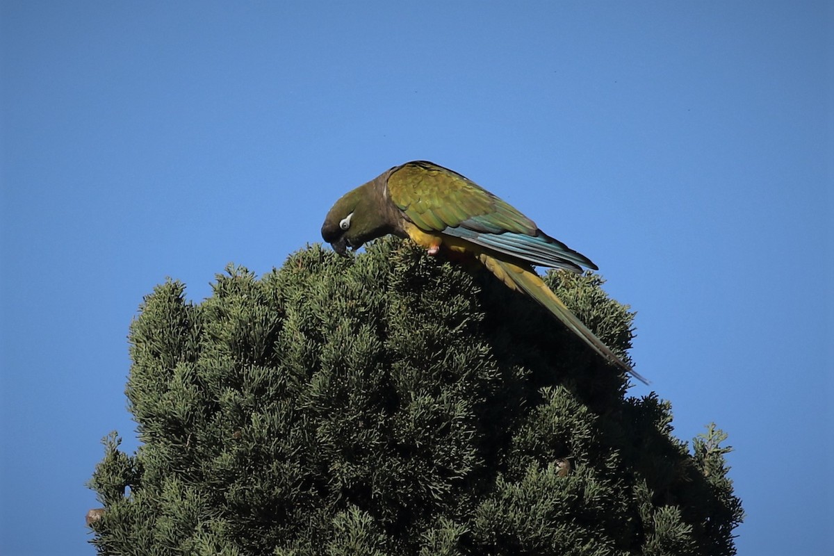 Burrowing Parakeet (Burrowing) - ML424256861