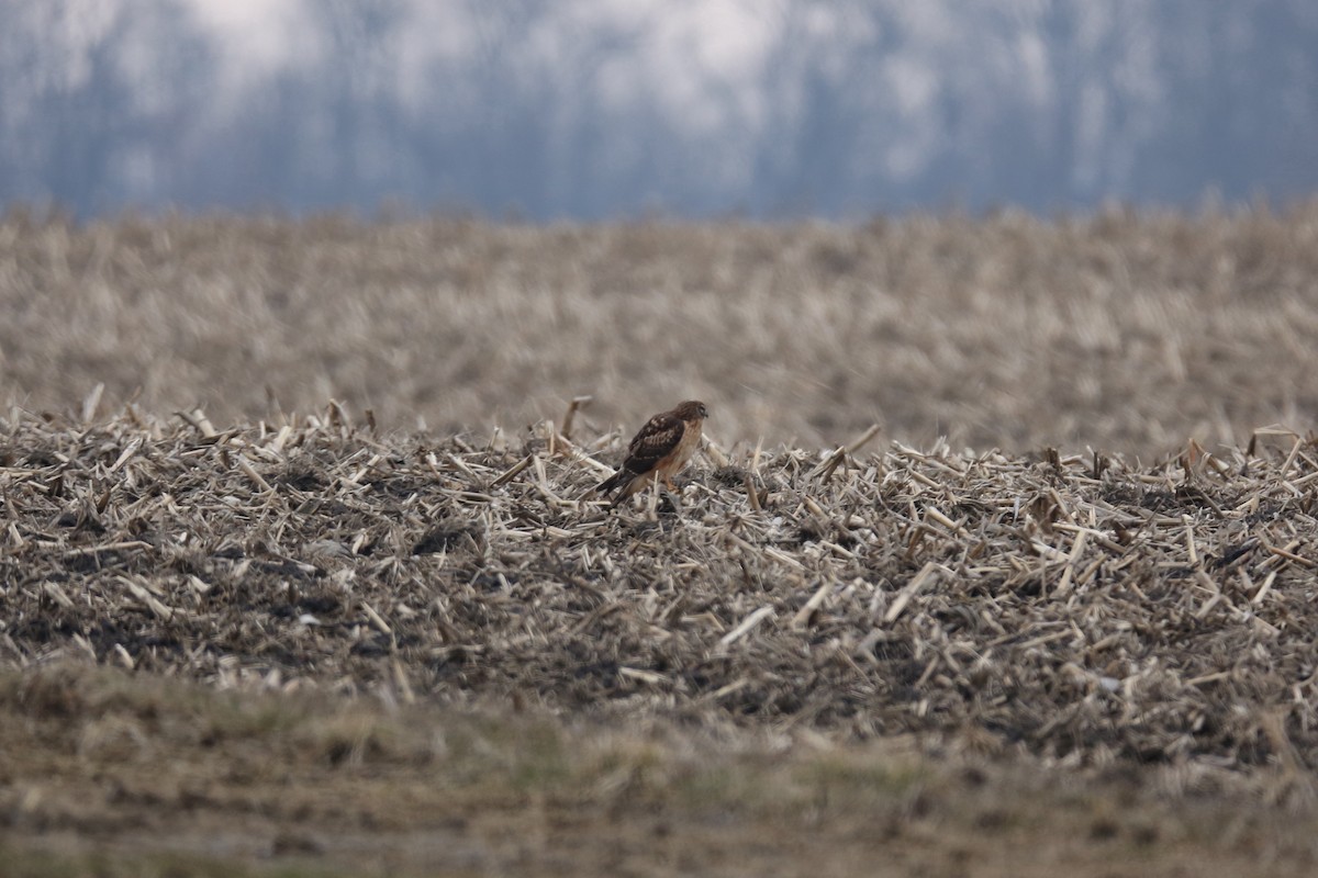 Northern Harrier - ML424257171