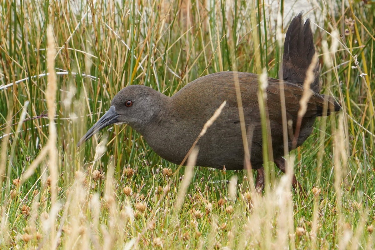 Plumbeous Rail - ML424257231