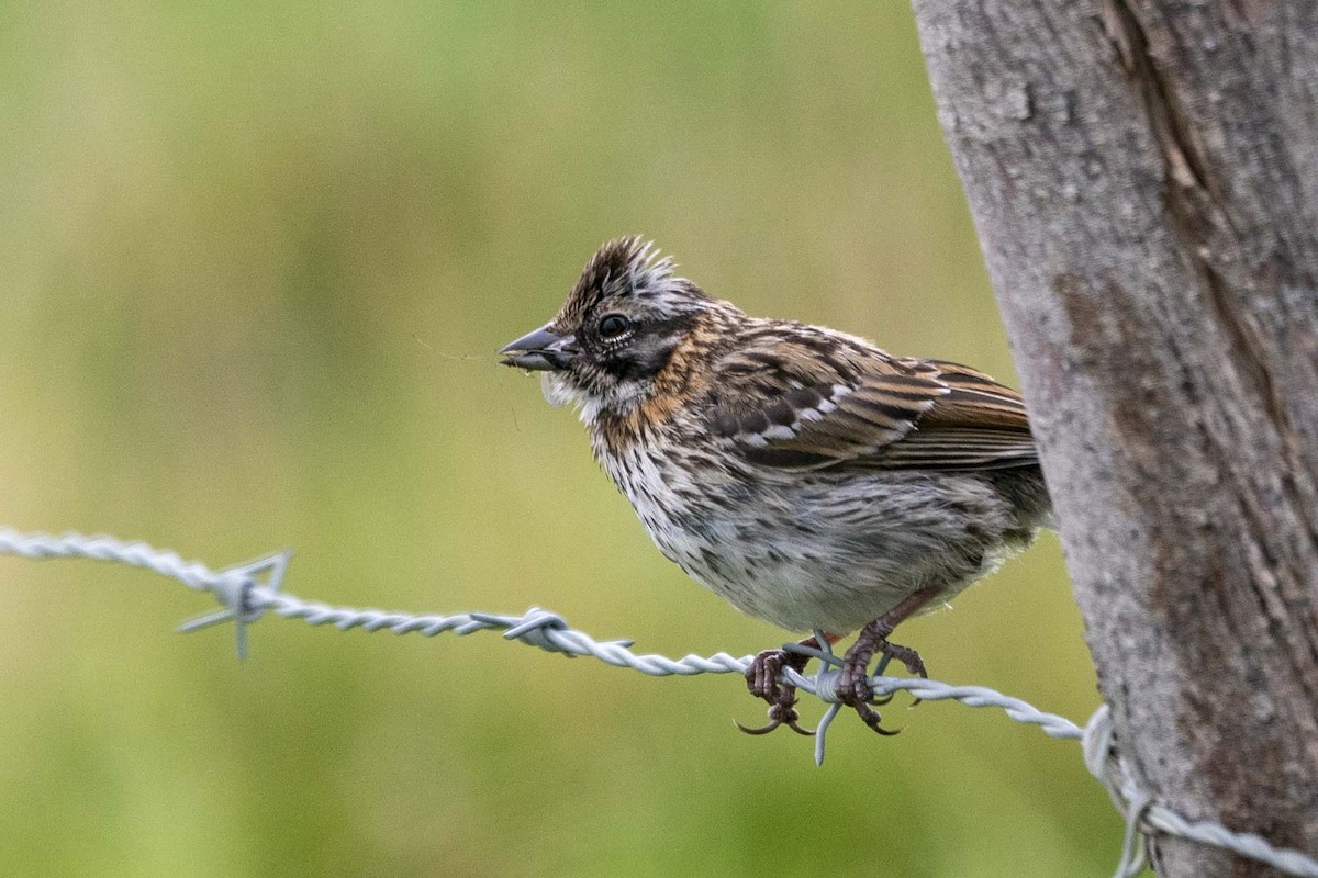 Rufous-collared Sparrow - ML424257471