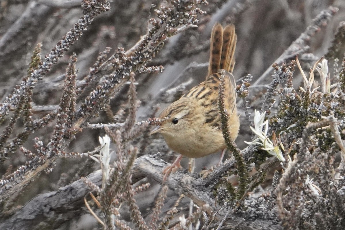 Cucarachero Sabanero (hornensis/falklandicus) - ML424258371